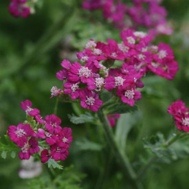 /images/plants/Achillea_New_Vintage____Violet.jpg