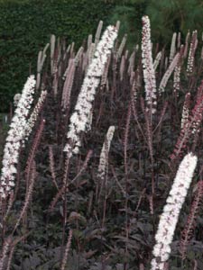 /images/plants/Actaea_simplex___Brunette___.jpg