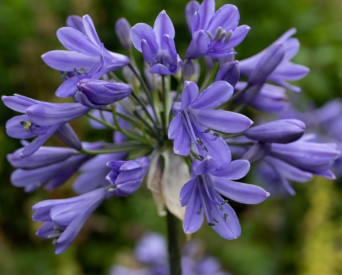/images/plants/Agapanthus-Ever-Sapphire.jpg