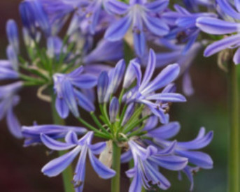 /images/plants/Agapanthus__Charlotte_.jpg