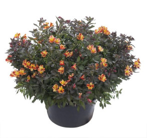 /images/plants/Alstroemeria_Indian_Summer.jpg