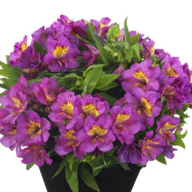 /images/plants/Alstroemeria_Inticancha_Sunstar.jpg