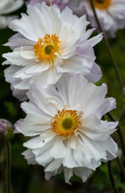 /images/plants/Anemone-Frilly-Knickers.jpg