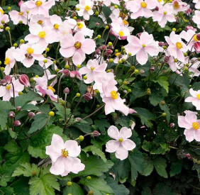 /images/plants/Anemone_Satin_Doll_Blush.jpg