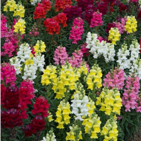 /images/plants/Antirrhinum_Sonnet_Mix.jpg