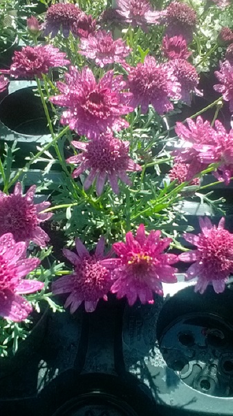 /images/plants/Argyranthemum-Madeira-Crested_Hot_Pink.jpg