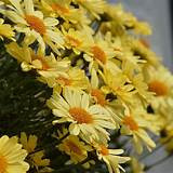 /images/plants/Argyranthemum_Vanilla_Latte.jpg