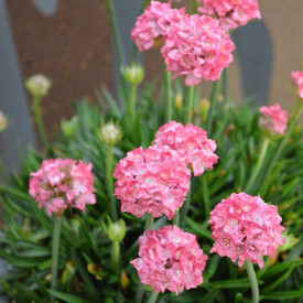 /images/plants/Armeria_Dreamland.jpg
