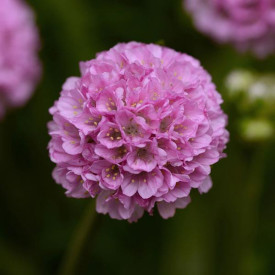/images/plants/Armeria_Sweet_Dreams.jpg