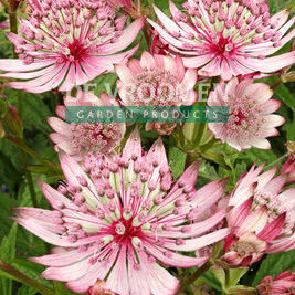 /images/plants/Astrantia_Sparkling_Pink_Stars.jpg