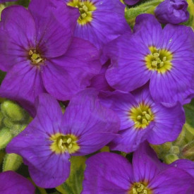 /images/plants/Aubrieta_Westacre_Gold.jpg