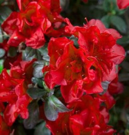 /images/plants/Azalea_Autumn_Fire.jpg