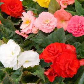 /images/plants/Begonia_Fortune_Mix.jpg