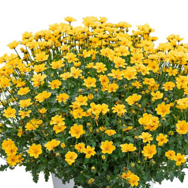 /images/plants/Bidens_Golden_Empire.jpg