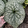/images/plants/Brunnera_Jack_of_Diamonds.jpg