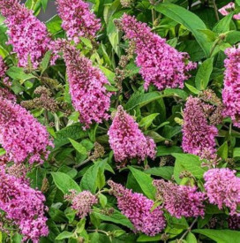 /images/plants/Buddleja_Little_Pink.jpg