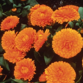 /images/plants/Calendula_Fiesta_Orange.jpg