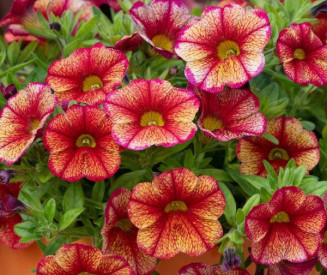 /images/plants/Calibrachoa-Can-Can-Oriental.jpg