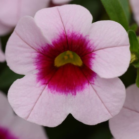 /images/plants/Calibrachoa_Cabaret_Light_Pink_Eye.JPG