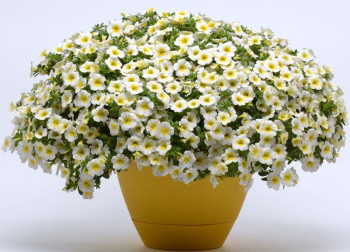 /images/plants/Calibrachoa_Sunlight.jpg