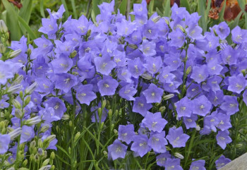 /images/plants/Camp_Takion_Blue.jpg