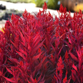 /images/plants/Celosia_Dragon_s_Breath.jpg