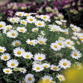 /images/plants/Chrysanthemum_Snowland.jpg