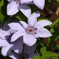 /images/plants/Clematis_Boulevard_Bernadine.jpg