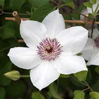 /images/plants/Clematis_Boulevard_Ninon.jpg