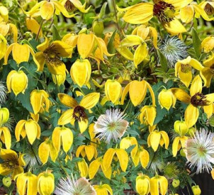 /images/plants/Clematis_Little_Lemons.jpg