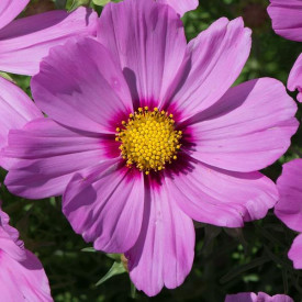 /images/plants/Cosmos_Sonata_Pink_Blush.jpg
