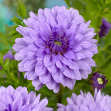 /images/plants/Dahlia_Blue_Boy.jpg