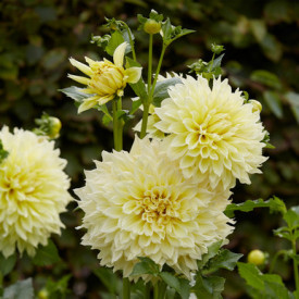 /images/plants/Dahlia_Kelvin_Floodlight.jpg