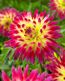 /images/plants/Dahlia_Tahiti_Sunrise.jpg