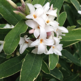 /images/plants/Daphne_Summer_Ice.jpg