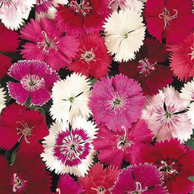 /images/plants/Dianthus_Festival_mixed.jpg