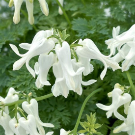 /images/plants/Dicentra_Amore_Titanium.jpg
