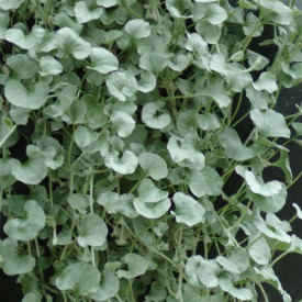 /images/plants/Dichondra__Silver_Falls_.jpg