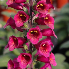 /images/plants/Digitalis_Foxlight_Plum_Gold.jpg