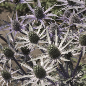 /images/plants/Eryngium_Jos_Eijking.jpg