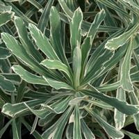 /images/plants/Euphorbia_Silver_Edge.jpg