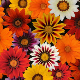/images/plants/Gazania_Newday_Mixed.jpg