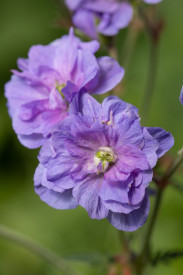 /images/plants/Geranium-Azure-Skies-.jpg