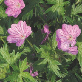 /images/plants/Geranium_Blushing_Turtle.jpg