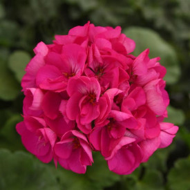 /images/plants/Geranium_Smart_Laura_Purple.jpg