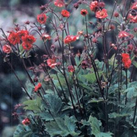 /images/plants/Geum_Flames_of_Passion.jpg