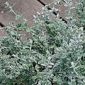 /images/plants/Helichrysum_Silver_Mist.jpg