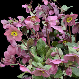 /images/plants/Helleborus_Frostkiss_Anna_s_Red.jpg