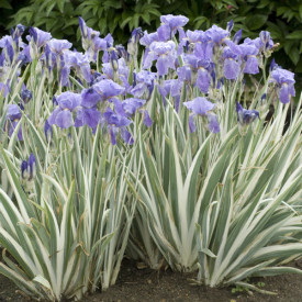 /images/plants/Iris__Argentea-Variegata_.jpg