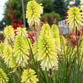 /images/plants/Kniphofia_Poco_Citron.jpg